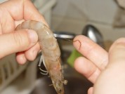 蜜汁大虾