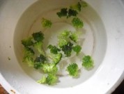 馒头披萨