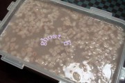 水晶猪皮冻