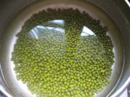 自发绿豆芽