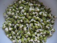自发绿豆芽