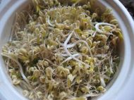 自发绿豆芽