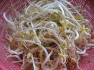 自发绿豆芽