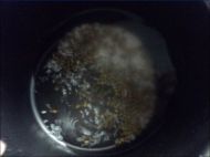 绿豆粥