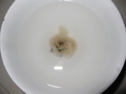 木瓜炖雪蛤