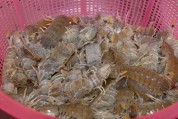 香辣虾姑