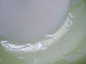 蜜豆双皮奶