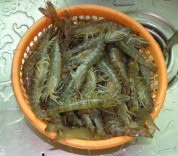 姜葱鲜活野生海虾