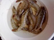 蒜蓉粉丝蒸大虾