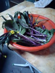 清炒紫菜苔