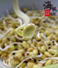 素炒自发豆芽菜