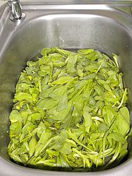 蒜蓉炒茼莴