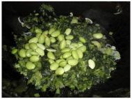 炒麻豆腐