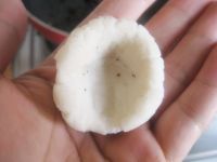 醪糟汤圆