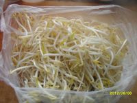 香葱绿豆芽