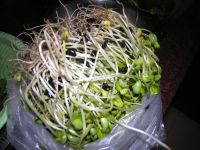 黑豆芽拌粉丝