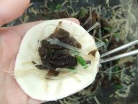 木耳粉丝包