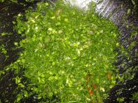 油煎菜团子