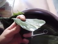碱水粽