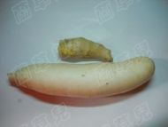腊味乳鸽炖萝卜