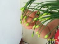 韭薹炒鸡蛋