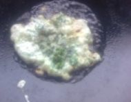 益母草煎鸡蛋