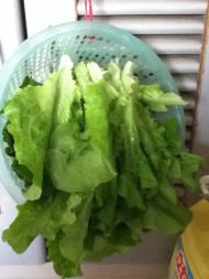 蚝油生菜