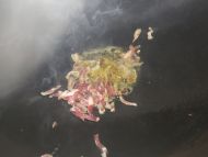 清炒咸肉春笋
