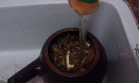 大众祛湿茶