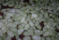 黑加仑蚕豆发糕