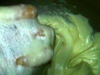 奶酪培根麦穗面包