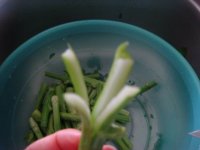 香肠炒芥蓝花