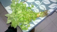 荆芥凉拌红萝卜