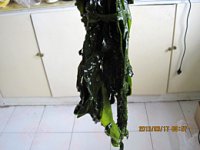 海菜包子