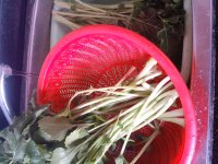 虾米拌千棵头