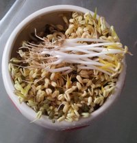 醋溜豆芽