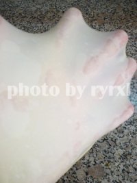 绵羊小面包