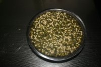 自发豆芽