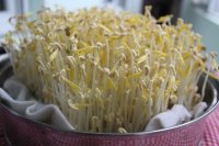 自发豆芽