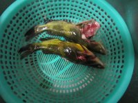 昂刺鱼豆腐汤