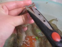 粉丝蒸虾