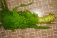 莴笋炒肉