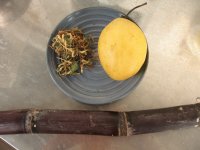 去燥止咳汤