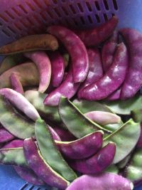 红烧扁豆