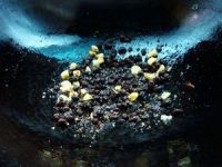 青椒豆豉炒油渣