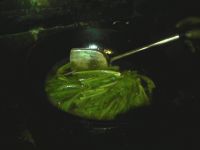 油麦菜清汤
