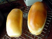 全蛋肉松小土司
