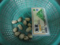 草菇豆腐汤