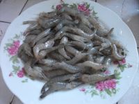 香葱河虾