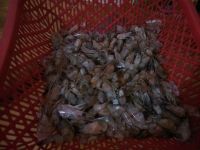 自制虾油